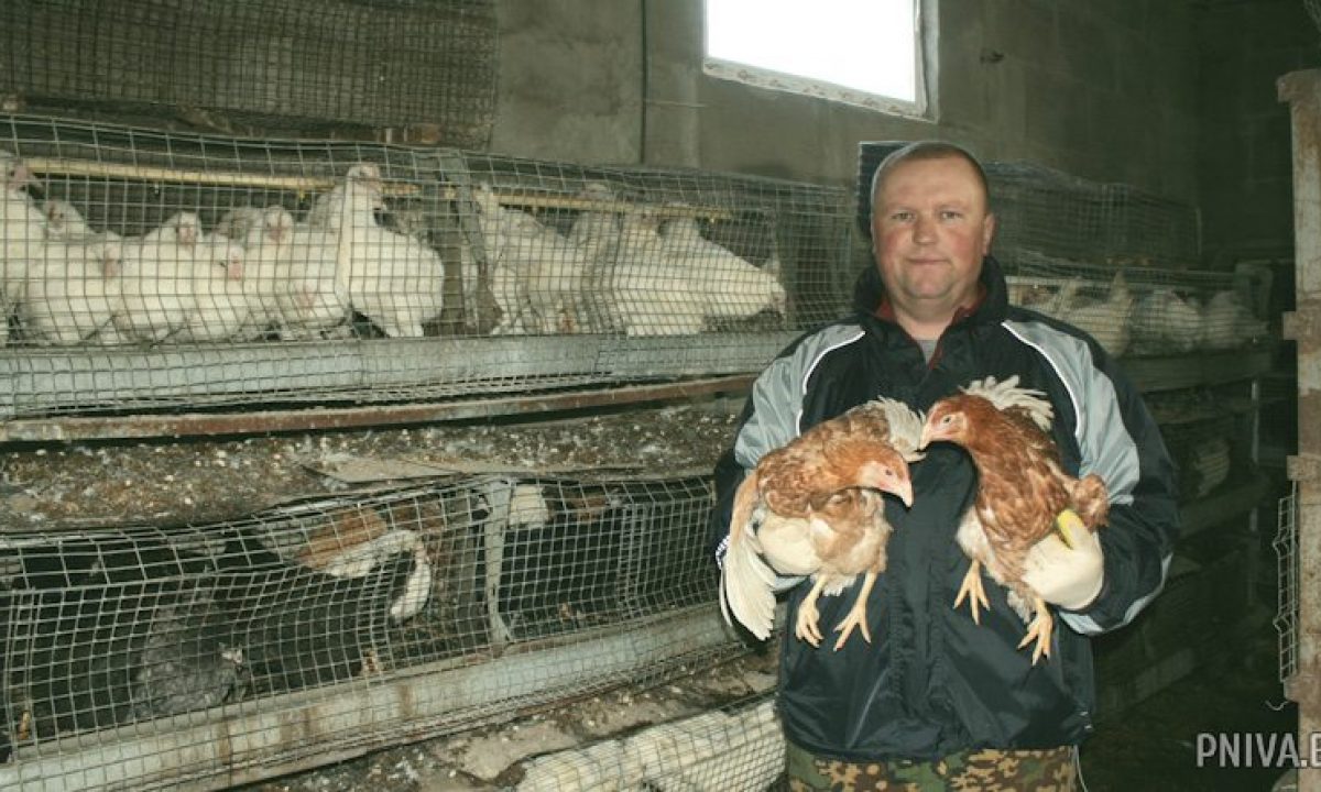 Семья Джулай из деревни Новое Пашково занимается разведением домашней птицы  – Могилевский район Новости. Приднепровская нива. Новости Могилева и  Могилевского района