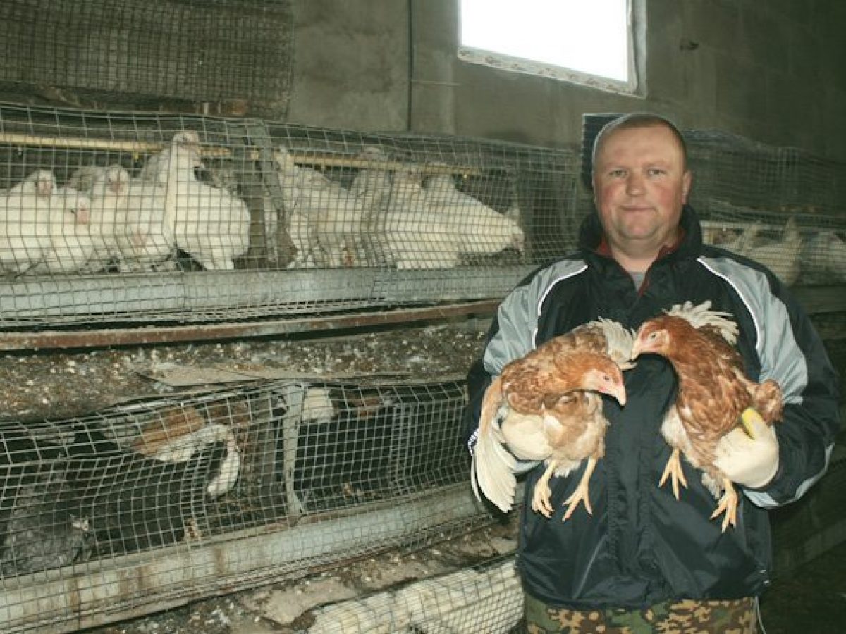 Семья Джулай из деревни Новое Пашково занимается разведением домашней птицы  – Могилевский район Новости. Приднепровская нива. Новости Могилева и  Могилевского района